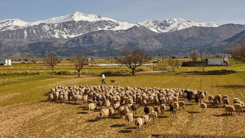 Flock of sheep, shepherd, green meadows, fields, trees, spring, Dikte massif, snow-capped