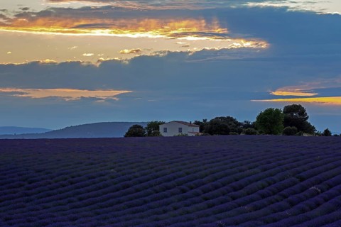 Lavender field with house, flowering true lavender (Lavandula angustifolia), evening light, near