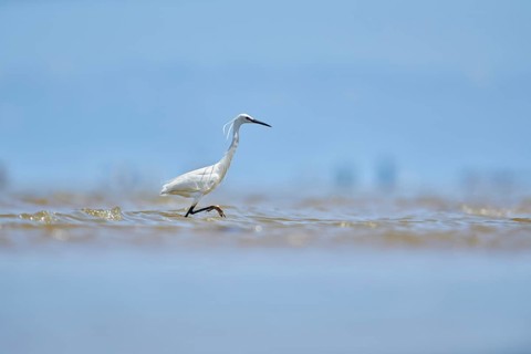 Little egret (Egretta garzetta) walking at the shore, hunting, sea, ebro delta, Catalonia, Spain,