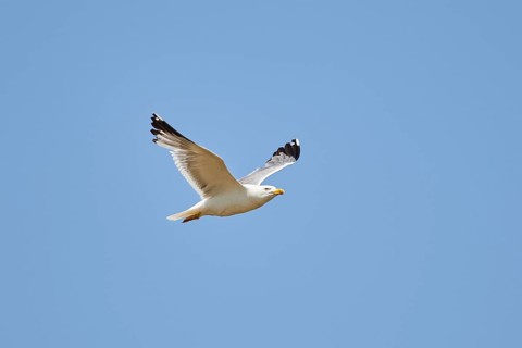 Yellow-legged gull (Larus michahellis) flying in the sky, ebro delta, Catalonia, Spain, Europe