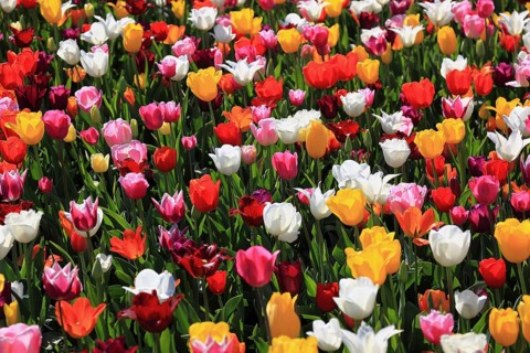 Many colourful tulips in one area