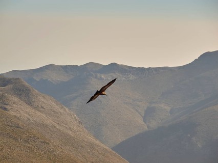 Vultures in flight, Mountains, Samaria Gorge, Omalos, Lefka Ori, White Mountains, West Crete,