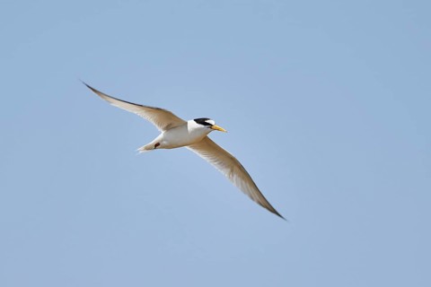 Little tern (Sternula albifrons) flying in the sky, hunting, ebro delta, Catalonia, Spain, Europe