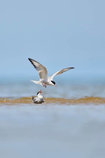Elegant tern (Thalasseus elegans) flying in the sky above the sea, hunting, ebro delta, Catalonia,