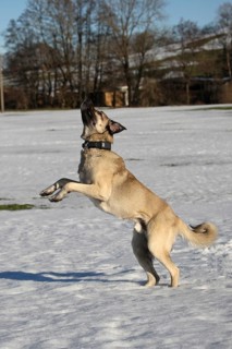 Kangal, Anatolian guard dog jumps after being thrown a snowball, Allgäu, Bavaria, Germany, Europe
