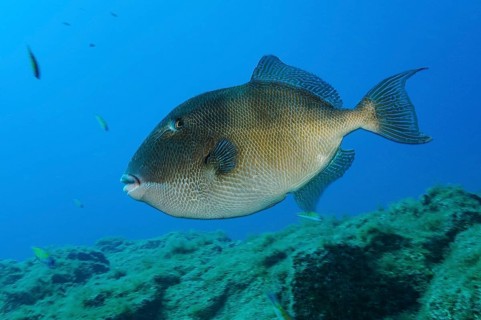 Grey triggerfish (Balistes capriscus), Eastern Atlantic, Canary Islands, Fuerteventura, Spain,