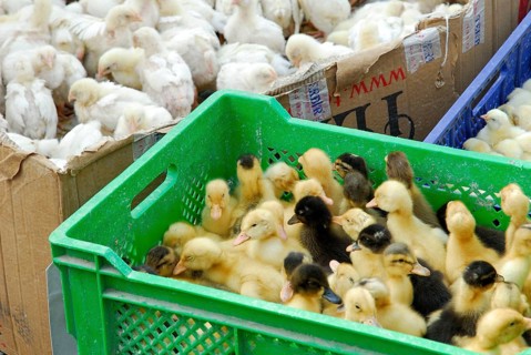 Chicken chicks, domestic chicken, domestic duck, ducklings, market, Ürgüp, Cappadocia, Turkey, Asia