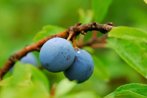 Blackthorn (Prunus spinosa) Blackthorn