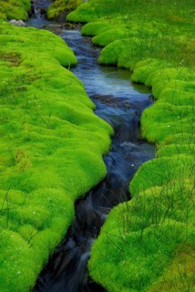 Brook and spring fen (Pohlia wahlenbergii), Wahlenberg Pohlmoos, Iceland, Europe