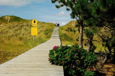 Bohlensteg, Amrumer Dunes Nature Reserve, Amrum, North Friesland, Schleswig-Holstein, Germany,