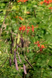 Tamarind (Tamarindus indica), fruits and flowers on the tree, Roatan, Honduras, Central America