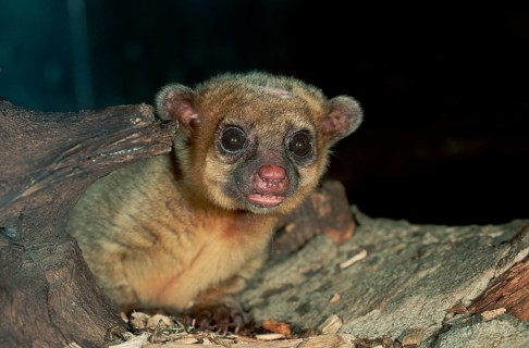 Kinkajou (Potos flavus)