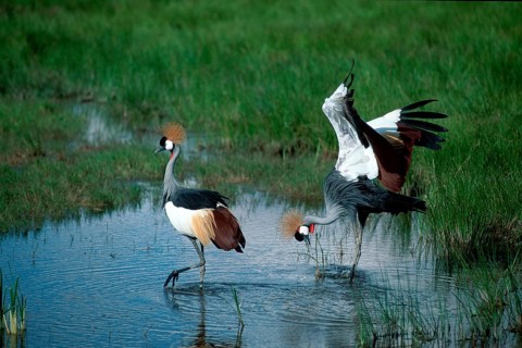 Crowned Cranes, pair, courting, Amboseli national park, Kenya (Balearica pavonina regulorum)