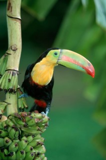 Keel-billed Toucan (Ramphastos sulfuratus), Roatan, Honduras, Central America