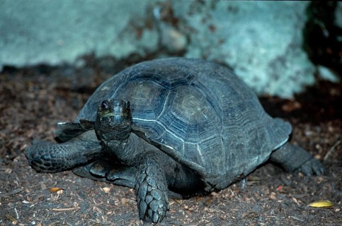 Burmese Brown Tortoise (Geochelone emys)