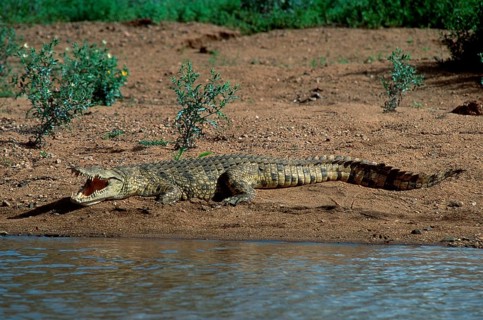 Nilotic crocodile, Kruger National Park, nile crocodile (Crocodylus niloticus)