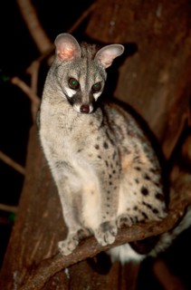 Common Genet (Genetta genetta), Samburu Game Reserve, Kenya, Africa
