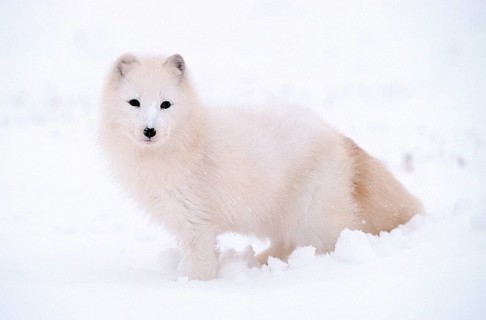 Arctic Fox (Alopex lagopus) (Vulpes lagopus), side