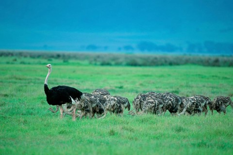 Masai Ostrichs (Struthio camelus massaicus), male with youngs, Ngorongoro crater, Tanzania, Africa