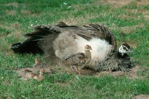 Indian peafowl (Pavo cristatus), female with chicks