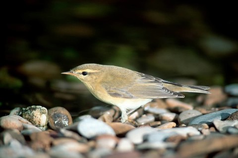 Icterine warbler (Hippolais icterina), Germany, Europe