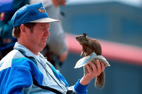 Californian Ground Squirrel (Citellus beecheyi) sitting on man's hand, California, USA, Beechey's