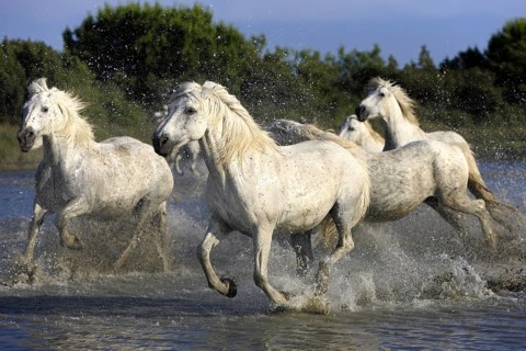 Camargue horses run through water, Camargue, Provence, South of France, Camargue horse, white horse