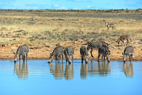 Cape mountain zebras (Equus zebra zebra), Mountain Zebra National Park, South Africa, Africa
