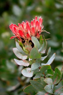 King protea (Protea cynaroides), South Africa, Africa