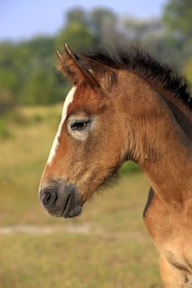Foal, Camargue, South of France, Camargue horse, Grey, Profile