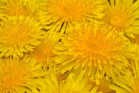 Common dandelion (Taraxacum) Ruderalia, Taraxacum officinale, medicinal plant, the most important