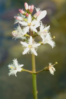 Bog bean (Menyanthes trifoliata) or bitter clover, medicinal plant