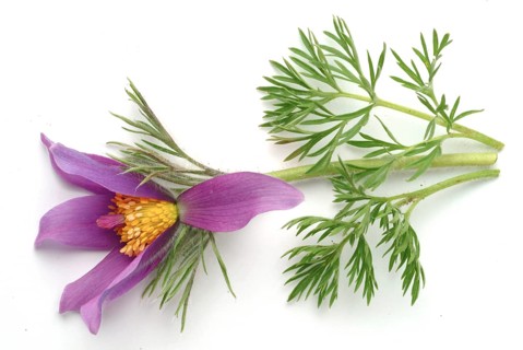 Common pasque flower (Pulsatilla) vulgaris, also known as common pasque flower, pasque flower or
