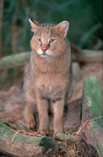 Jungle cat (Felis chaus)