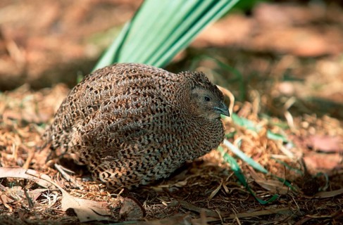 Indian Blue Quail, female (Coturnix chinensis), Chinesische Zwergwachtel, weiblich, Asien, asia,