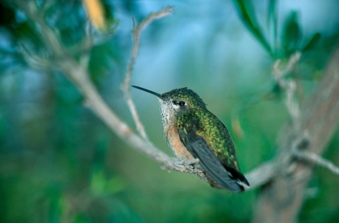 Calliope Hummingbird, male, Sonora desert, Arizona, USA (Stellula calliope), Sternelfe, maennlich,