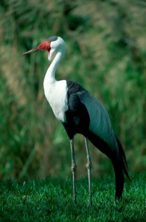 Wattled crane (Grus carunculatus)