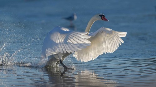 Mute Swan (Cygnus olor), landing in backlight, Isar, Munich, Bavaria, Germany, Europe