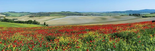 Poppy field near Pienza, Val dOrcia, Orcia Valley, UNESCO World Heritage Site, Siena Province,