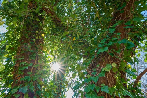 Tree trunk with sun entwined with ivy, Spessart, Franconia, Bavaria, Germany, Europe