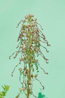 Lizard orchid (Himantoglossum hircinum), inflorescence, high key photo, North Rhine-Westphalia,