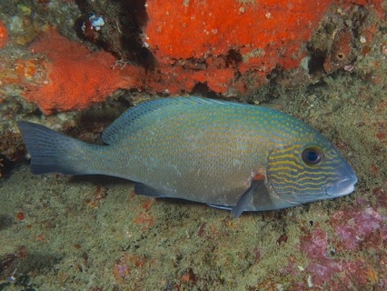 Orange spotted sweetlips (Plectorhinchus flavomaculatus), dive site Sodwana Bay National Park,