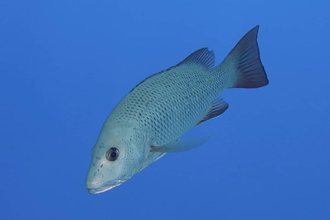 Mangrove red snapper (Lutjanus argentimaculatus), dive site House Reef, Mangrove Bay, El Quesir,