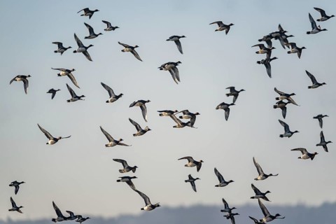 Eurasian Wigeon (Mareca penelope), birds in flight over Marshes at winter time