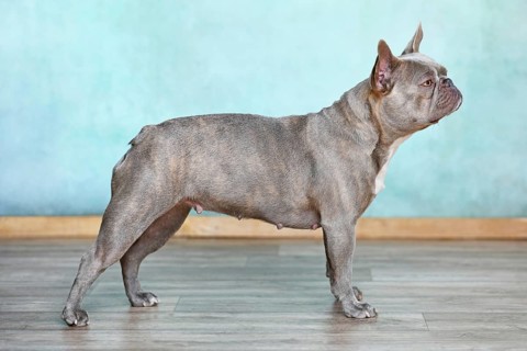 Lilac brindle French Bulldog dog standing in front of wall