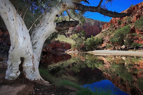 A eucalyptus tree with a white trunk stands at the edge of an oasis in the Australian desert, the