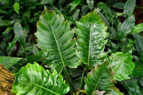 Large leaves of tropical Philodendron X Corsinianum plant