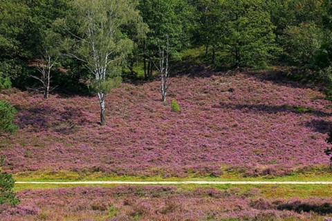 Fischbeker Heide nature reserve, heath blossom, flowering common heather (Calluna vulgaris),