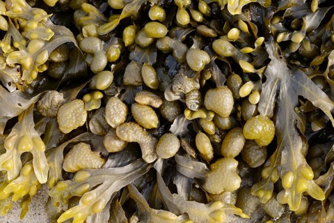 Bladder wrack (Fucus vesiculosus), Brittany, France, Europe