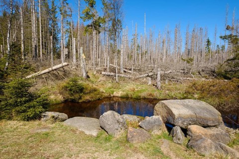 Rehberger Graben, moat, Geopark, St. Andreasberg, Harz National Park, Lower Saxony, Germany, Europe